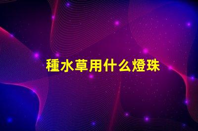 種水草用什么燈珠